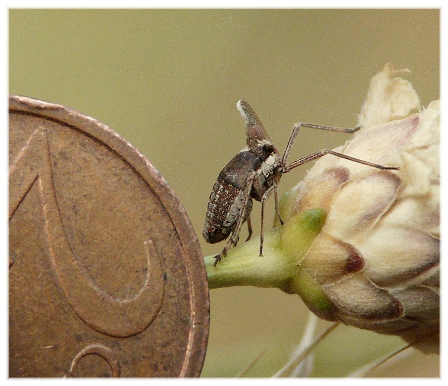 Bursinia cf. genei (Dictyopharidae)